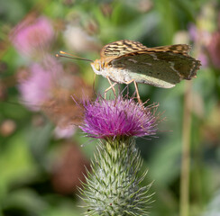 Cardinal, Argynnis pandora. A butterfly sits on a flower and drinks nectar