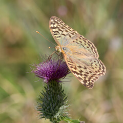 Cardinal, Argynnis pandora. A butterfly sits on a flower and drinks nectar with its proboscis