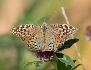 Cardinal, Argynnis pandora. A butterfly sits in a meadow on a flowering plant