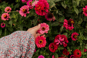 Closeup of hand picking pink zinnia flower