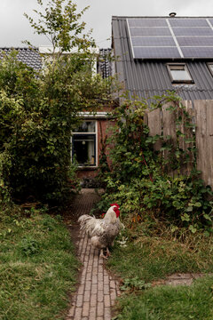 Rooster standing on brick path near house with solar panels