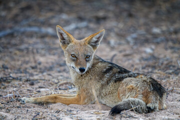 jackal in the bushveld