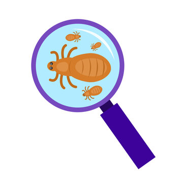 Scratching Head with Lice. Lice infection concept