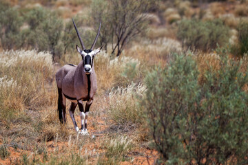 oryx in the wild