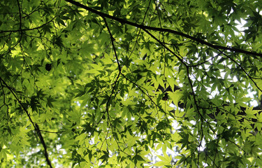  Lush green leaves of Acer Palmatum, Japanese Maple tree, backlit by the sunlight in summer. Tree branches with bright foliage in natural forest background.