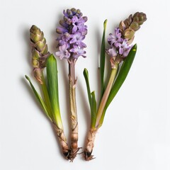Three hyacinth flowers with roots and leaves, displaying various blooming stages, lie on a white backdrop