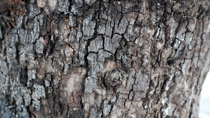 Closeup of aged tree trunk reveals intricate bark patterns in a forest, showcasing nature's...