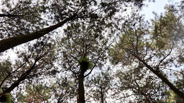 Tall pine trees reach towards the sky in a dense forest, creating a canopy of green and brown with a sense of peace and tranquility.
