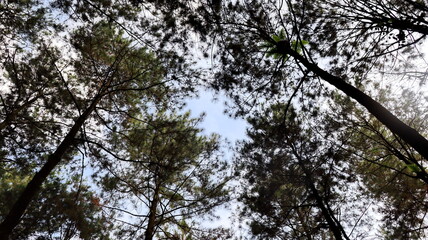Fototapeta premium Tall pine trees reaching towards the sky in a dense forest, creating a sense of awe and tranquility on a bright day.