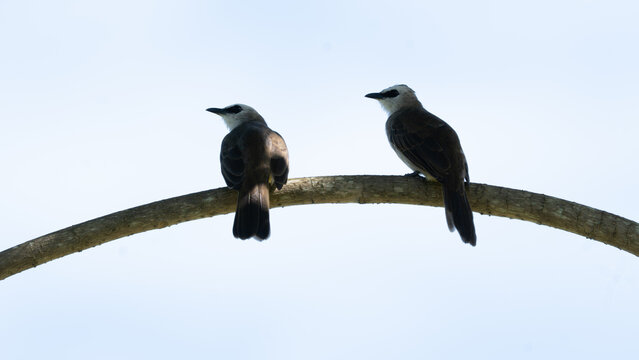 Two Yellow-vented Bulbuls (Pycnonotus goiavier) perched on a branch of a tree.
