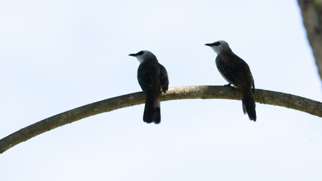 Two Yellow-vented Bulbuls (Pycnonotus goiavier) perched on a branch of a tree - Powered by Adobe