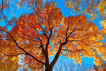 Nature in fall season. Autumnal season in park. Seasonal leaves and tree. Natural autumn. Autumn beauty of nature. Fall season. Nature in forest. Fall leaves in park. Autumn forest. Cozy fall