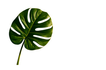 Large green monstera leaf closeup isolated on white background, clean minimal layout concept for botanical design or natural template. Ai generative
