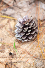 Macro close-up of a brown pine cone on the forest ground or stone