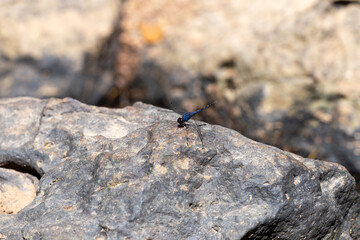 Closeup macro of a black ant insect, bug on a brown rock stone captured in the wild wildlife, nature