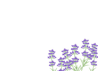 水彩風　ラベンダーの背景イラスト