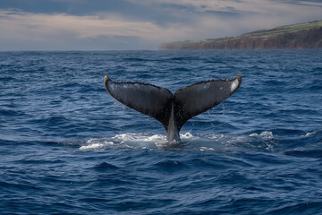 Fototapeta premium Humpback whale tail above ocean water with coastal cliffs in the background under soft natural light