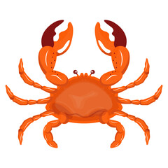 Crab Illustration