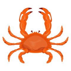 Crab Illustration