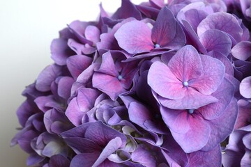 Flower background. Beautiful purple hydrangea