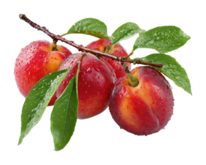 Fresh plums harvested nature scene food isolated on transparent background