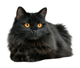 Playful black cat relaxing indoors animal portrait cozy isolated on transparent background