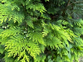 Green branches of thuja trees in the park