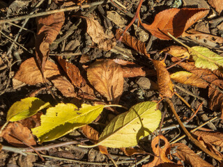 Colorful Autumn Leaves and Twigs on Forest Floor