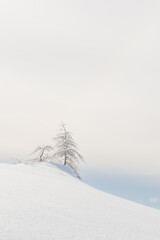 Small tree in the snow