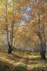 Autumn sunny landscape with a road and birch trees in Siberia
