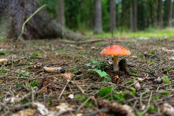 Red fly agaric mushroom (Amanita muscaria) growing on the forest floor among pine needles and moss in natural daylight.