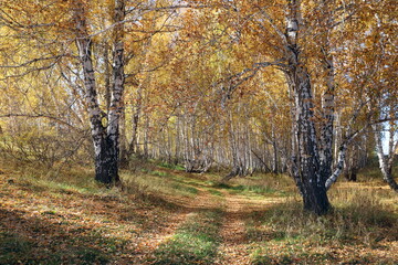 Autumn landscape with a road and birch trees in Siberia