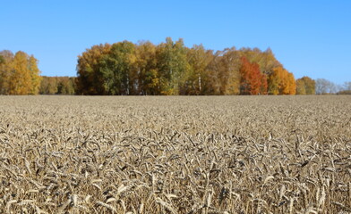 Wheat on the background of an autumn forest in the Altai territory of Russia