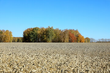 A wheat field against the background of an autumn forest in the Altai Territory of Russia