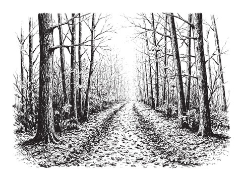 Autumn Forest Path Vintage Engraved Seasonal Scene Illustration Vector