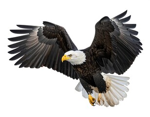 A majestic bald eagle soars, wings spread wide against a clean white background, in mid-flight