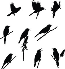 Tropical bird silhouette vector illustration featuring perched and flying sunbirds on branches with flowers, ideal for nature and wildlife design.