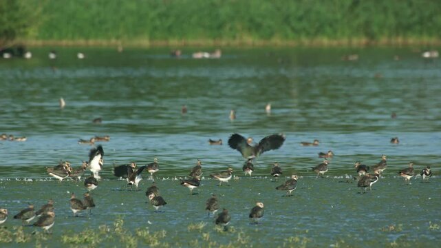 lapwings in flight and on the ground in September