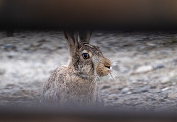 Altai horses eat grass in their natural habitat on an autumn day in Altai