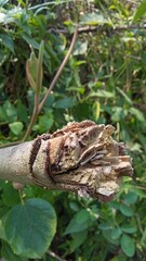 Obraz premium butterfly on a tree
