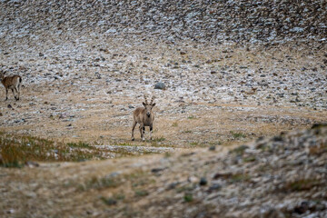 Altai horses eat grass in their natural habitat on an autumn day in Altai