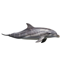 Obraz premium A realistic illustration of a bottlenose dolphin swimming gracefully in the ocean.