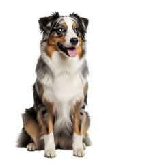 Fototapeta premium A beautiful Australian Shepherd dog sitting attentively on a white background.