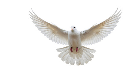 A white dove in flight with wings spread wide.
