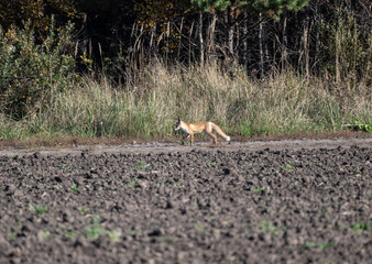 Altai horses eat grass in their natural habitat on an autumn day in Altai