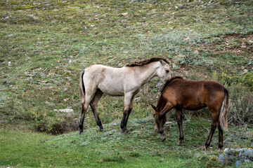 Altai horses eat grass in their natural habitat on an autumn day in Altai