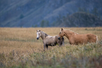 Altai horses eat grass in their natural habitat on an autumn day in Altai