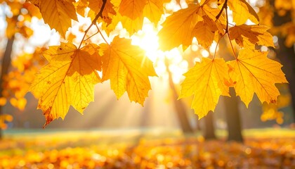 Golden leaves glow as sunlight streams through branches in autumn park. Soft focus trees blurred background
