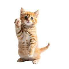 Obraz premium Cute ginger kitten standing on hind legs with one paw raised playfully.