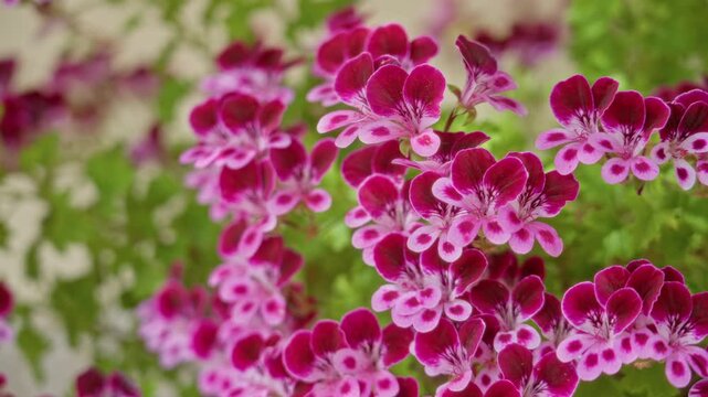 Vibrant pink and white pelargonium flowers bloom outdoors in sunny torrevieja, spain, showcasing nature's colorful beauty in full close-up view, suitable for various decorative uses